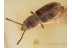 Superb SILVANIDAE Flat Bark Beetle in BALTIC AMBER 1303