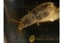 Superb SILVANIDAE Flat Bark Beetle in BALTIC AMBER 1303