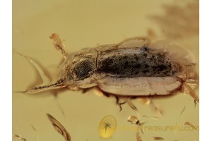 EROTYLIDAE Pleasing Fungus Beetle in BALTIC AMBER 1305