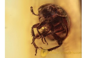 LEIODIDAE Round Fungus BEETLE in BALTIC AMBER 1307