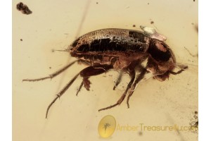 LEIODIDAE Round Fungus BEETLE in BALTIC AMBER 1308