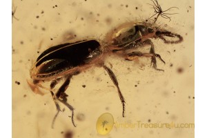 CARABIDAE Dyschirius Ground Beetle & + in BALTIC AMBER 1311