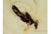 STAPHYLINIDAE Nice ROVE BEETLE in BALTIC AMBER 1313