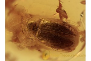  LATRIDIIDAE  Minute Brown Scavenger Beetle in BALTIC AMBER 1316