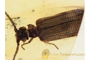 CUPEDIDAE Cupes RETICULATED BEETLE in BALTIC AMBER 1357