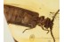 CUPEDIDAE Cupes RETICULATED BEETLE in BALTIC AMBER 1357