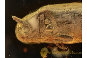 THROSCIDAE False Metallic Wood-boring Beetle in BALTIC AMBER 1360