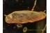 THROSCIDAE False Metallic Wood-boring Beetle in BALTIC AMBER 1360