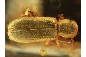 CLERIDAE Checkered Beetle Inclusion BALTIC AMBER 1361