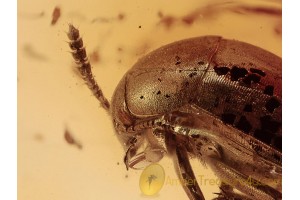 LEIODIDAE Huge Round Fungus BEETLE in BALTIC AMBER 1366