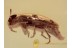 MELANDRYIDAE Superb False Darkling Beetle BALTIC AMBER 1370