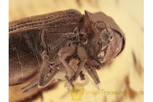 ANOBIIDAE Anobium BEETLE Inclusion in BALTIC AMBER 1382