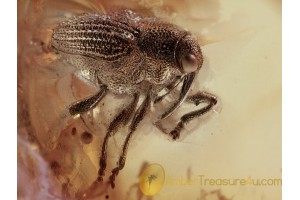 CURCULIONIDAE Ceutorhynchinae Weevil in BALTIC AMBER 1383