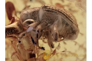 CURCULIONIDAE  True Weevil Inclusion in BALTIC AMBER 1384