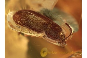 Well Preserved Mycetophagidae CROWSONIUM in BALTIC AMBER 1386