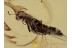 STAPHYLINIDAE Stenus ROVE BEETLE in BALTIC AMBER 1388