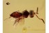 CERAPHRONIDAE Superb Looking Wasp BALTIC AMBER 1399