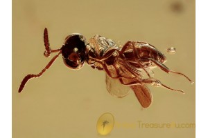 CERAPHRONIDAE Superb Looking Wasp BALTIC AMBER 1399