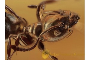 FORMICINAE Superb Preserved ANT in BALTIC AMBER 1400