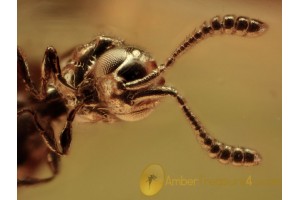 PLATYGASTRIDAE Great WASP Inclusion in BALTIC AMBER 1401