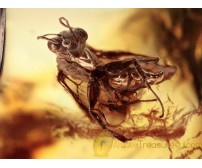 DRYINIDAE Superb Rare Wasp in BALTIC AMBER 1405
