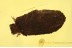 CRYPTOCEPHALINAE Case-bearing Leaf Beetle Larva in Case BALTIC AMBER 1435