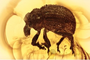 CURCULIONIDAE Entiminae Weevil in BALTIC AMBER 1443