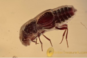 STAPHYLINIDAE EUAESTHETINAE Rove Beetle in BALTIC AMBER 1438