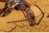 STAPHYLINIDAE Philonothus Rove Beetle in BALTIC AMBER 1437