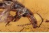 STAPHYLINIDAE Philonothus Rove Beetle in BALTIC AMBER 1437