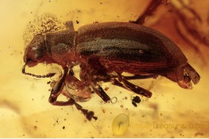 CURCULIONIDAE Entiminae Large Weevil in BALTIC AMBER 1440