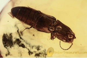 ELATERIDAE Great CLICK BEETLE in BALTIC AMBER 1442