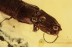 ELATERIDAE Great CLICK BEETLE in BALTIC AMBER 1442