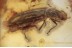 Fossil BEETLE w SERRATE Antennae in BALTIC AMBER 1445