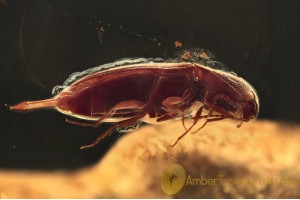 ELATERIDAE Superb Colorful CLICK BEETLE in BALTIC AMBER 1488