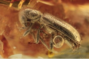 CLERIDAE Superb Checkered Beetle Inclusion BALTIC AMBER 1489