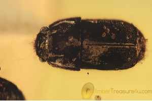 NITIDULIDAE Meligethinae 2 Pollen Beetles in BALTIC AMBER 1494