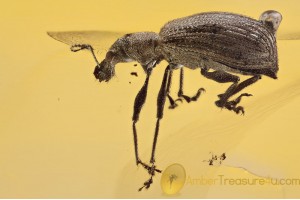 CURCULIONIDAE Entiminae Broad-nosed Weevil in BALTIC AMBER 1509