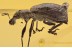 CURCULIONIDAE Entiminae Broad-nosed Weevil in BALTIC AMBER 1509