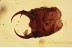 PSYCHOPSIDAE Head of Silky Lacewing in BALTIC AMBER 1523