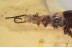 PASSANDRIDAE Parasitic Flat Bark Beetle BALTIC AMBER 1569