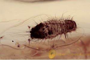 DERMESTIDAE Anthrenini Carpet Beetle Larvae BALTIC AMBER 1579