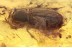 SCARABIDAE Aegialia BEETLE Inclusion in BALTIC AMBER 1599