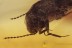 STAPHYLINIDAE Aleocharinae w Parasitic Larvae ? in BALTIC AMBER 1664