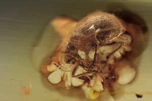 Caridae Great Looking WEEVIL Inclusion BALTIC AMBER 1666