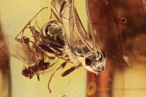 BRACONIDAE Great Looking Parasitic Wasp in BALTIC AMBER 1702