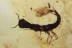 Bizarre Looking Paederinae Staphylinidae Rove Beetle Larvae BALTIC AMBER 1717