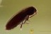 MELANDRYIDAE Abdera Superb False Darkling Beetle BALTIC AMBER 1738