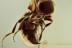 MUTILIDAE Superb Velvet Ant Genuine BALTIC AMBER 1752