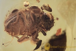 PTINIDAE Trichodesma Spider Beetle BALTIC AMBER 1767